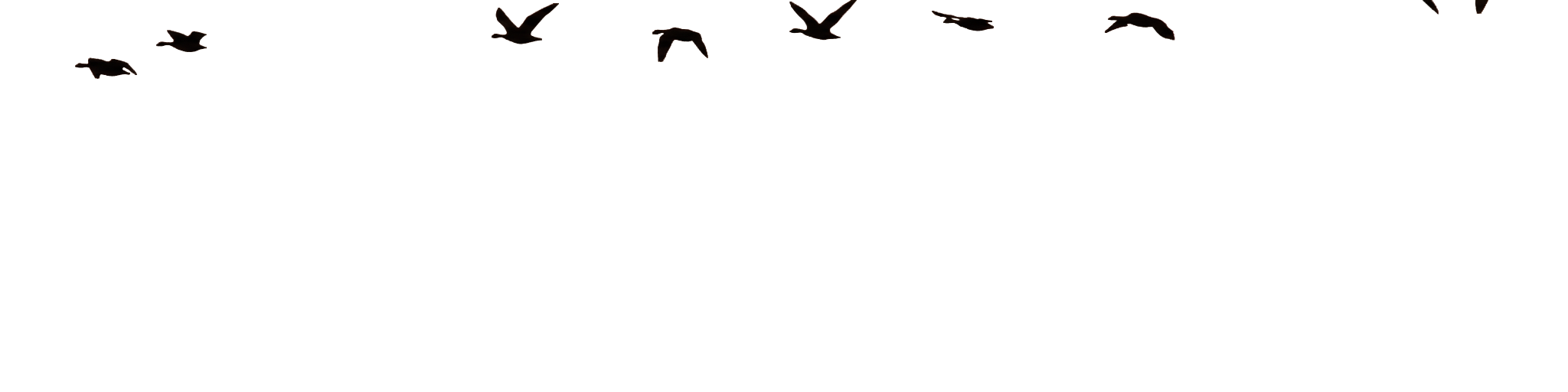 aves-fondo